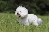 BICHON FRISE 453